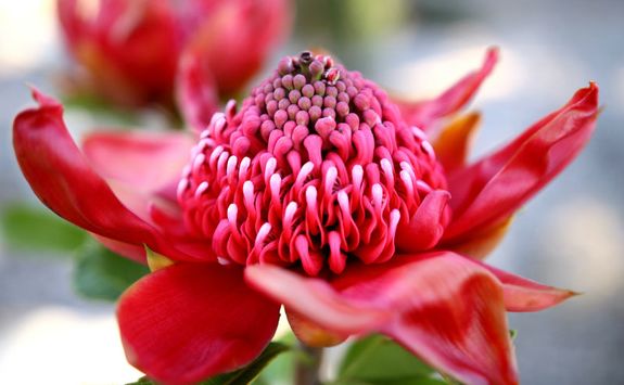 sydney-botanical-gardens