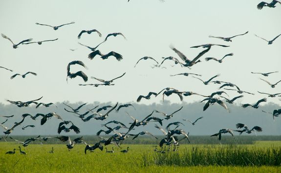 magpie-geese
