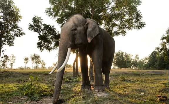 Elephant in Chiang Mai at sunset
