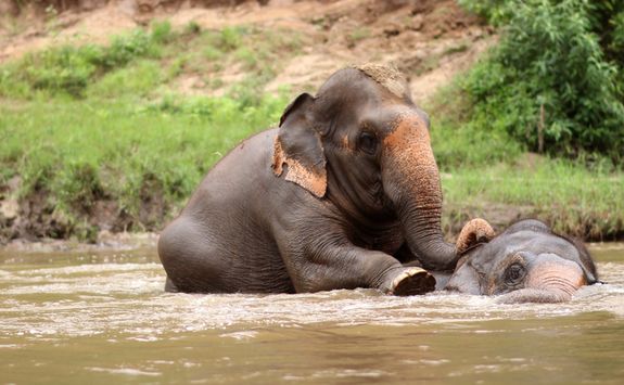 Elephants bathing in Thailand