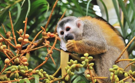 Squirrel Monkey