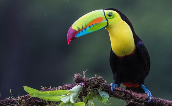 Keel Billed Toucan