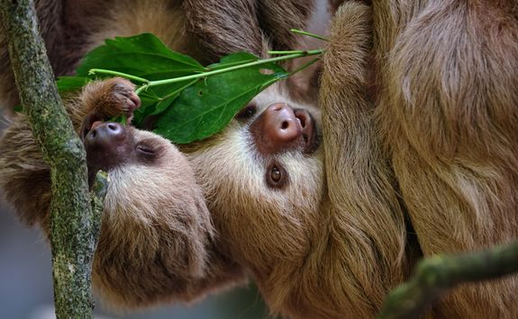 Two Toed Sloths