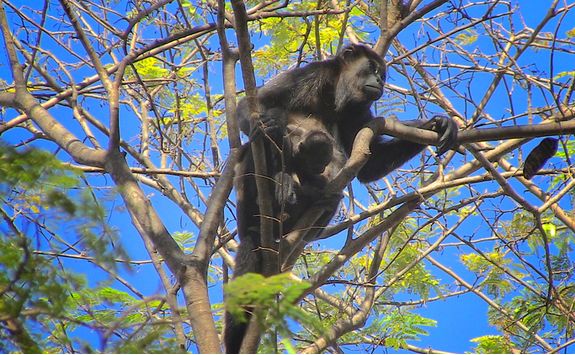 Howler Monkey