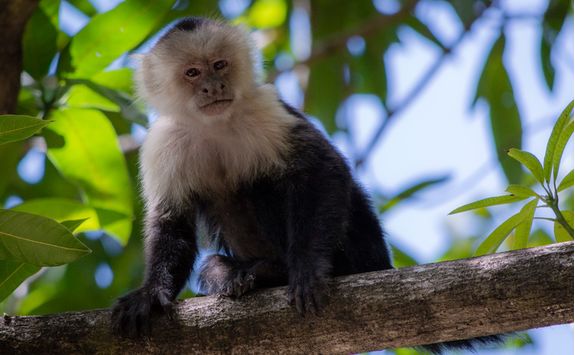 Capuchin Monkey