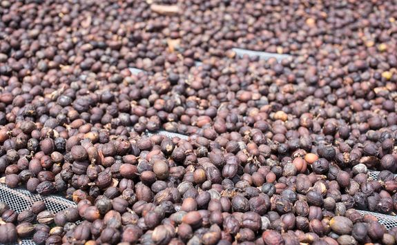 Coffee beans