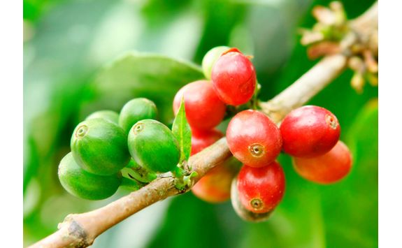 Coffee Fruit