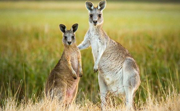 two kangaroos