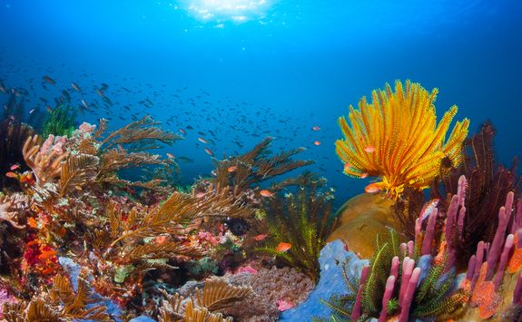 Reef in Mozambique