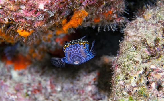 Boxfish