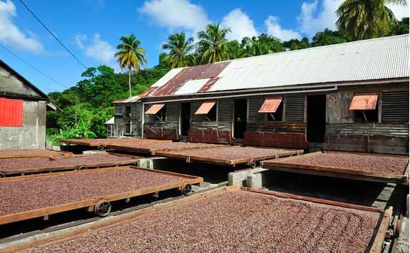Cocoa Plantation