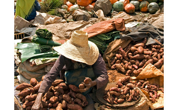 selling sweet potato