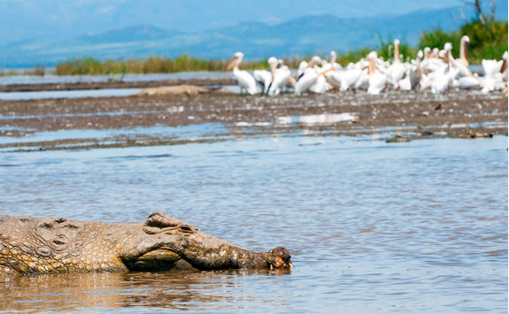 crocodile lake chamo