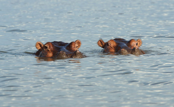 hippo lake chamo