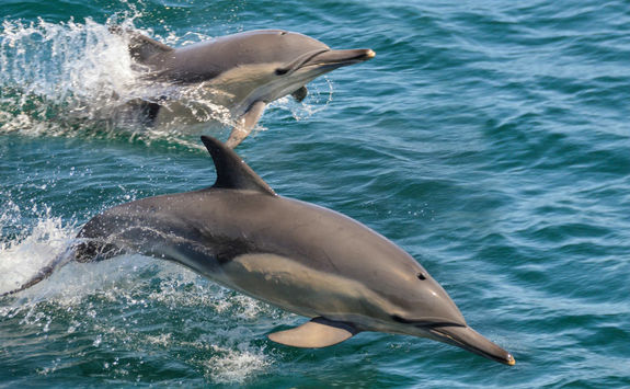 Common Dolphins