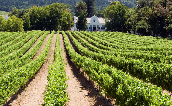 Franschhoek vineyard