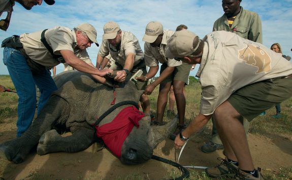 Releasing a rhino