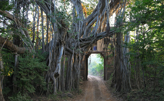 Tree door