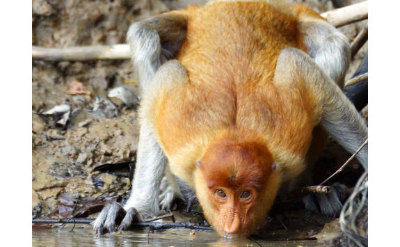 Proboscis monkey