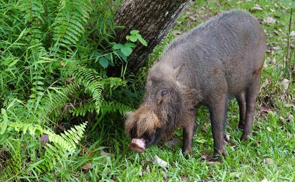 Bearded pigs