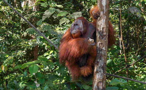 Orangutans Smenggoh Wildlife Centre
