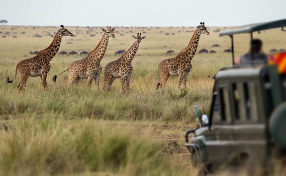 garne drive giraffes