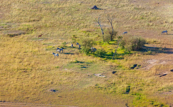zebras grazing aerial