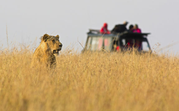 game drive lion
