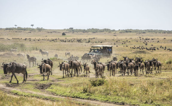 game drive wildebeests