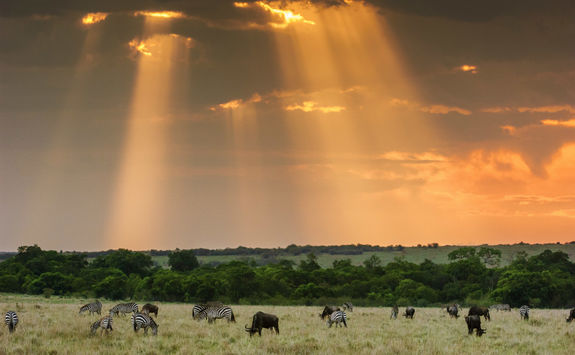 grazing wildlife