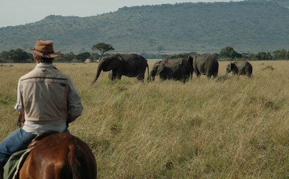 riding safari elephant
