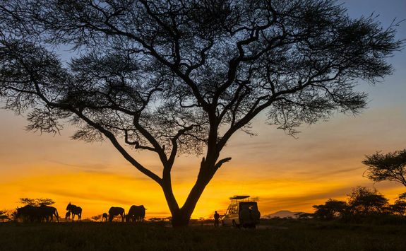 sunset safari