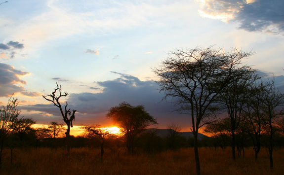 serengeti sunset