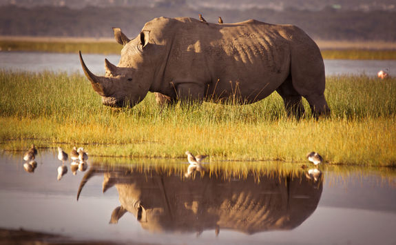 rhino lake