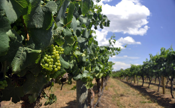 Vineyard