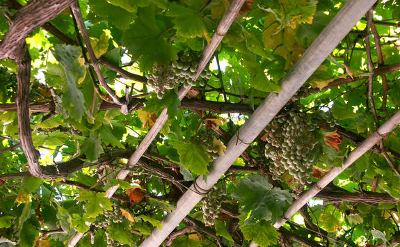 Vineyard in Crete