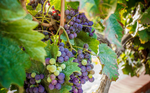 Grapes in a vineyard in Santorini