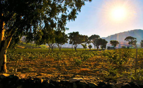 Vineyard in Santorini