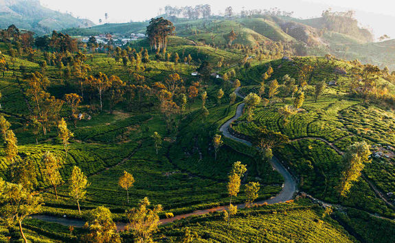 Tea plantation in Sri Lanka
