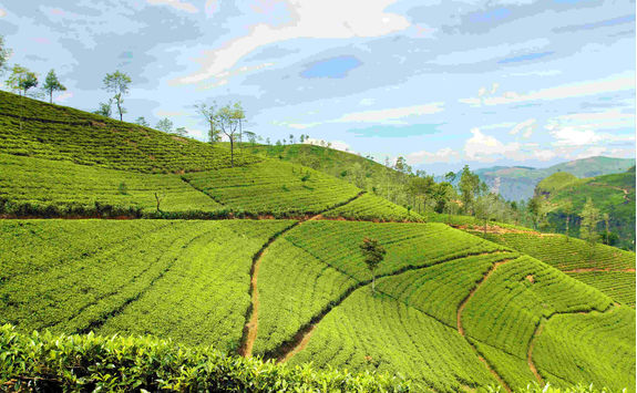 Tea landscape