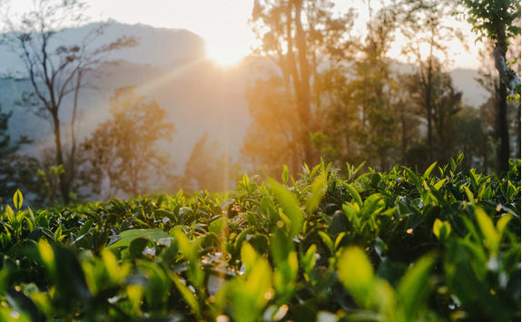 Tea plantation in Sri Lanka