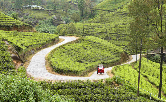 Tea plantation in Sri Lanka