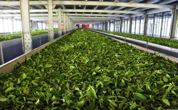 Tea factory