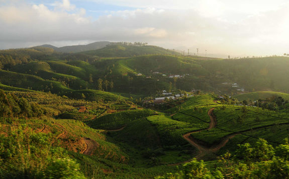 Tea hills in Sri Lanka