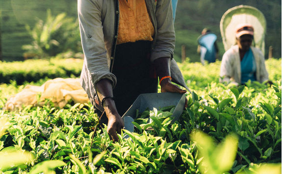 Woman picking tea