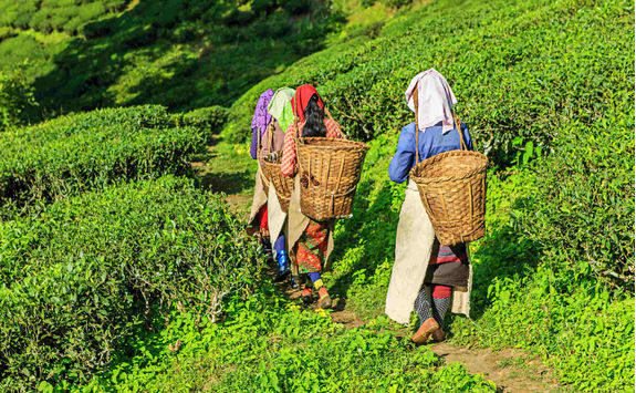 Tea walk