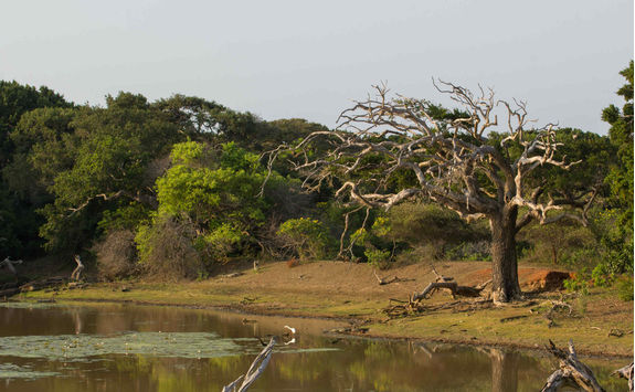 Safai in Yala Park