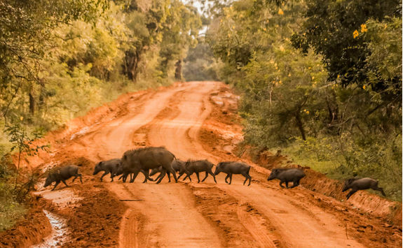 Wild boars in Yala Park