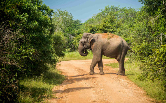 Elephant in Yala