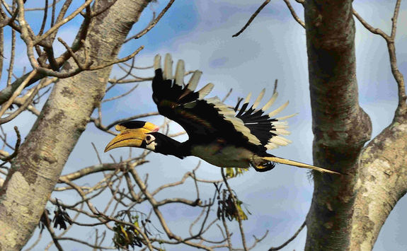 Great hornbill in Yala Park